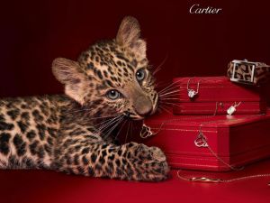 Покупка и продажа ювелирных изделий Cartier (Картье) в Донецке